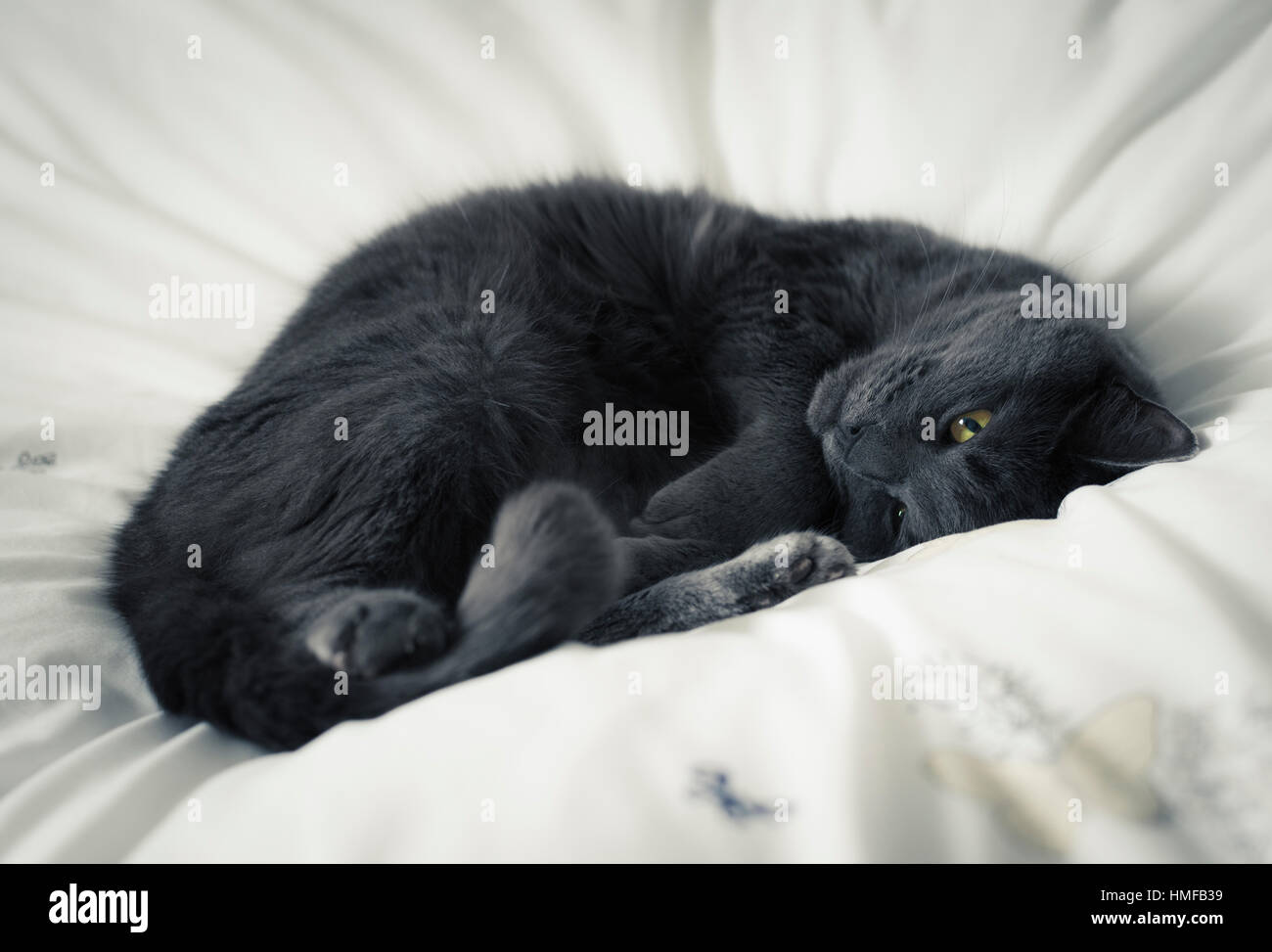 Katze zusammengerollt auf weißer Bettwäsche Stockfoto
