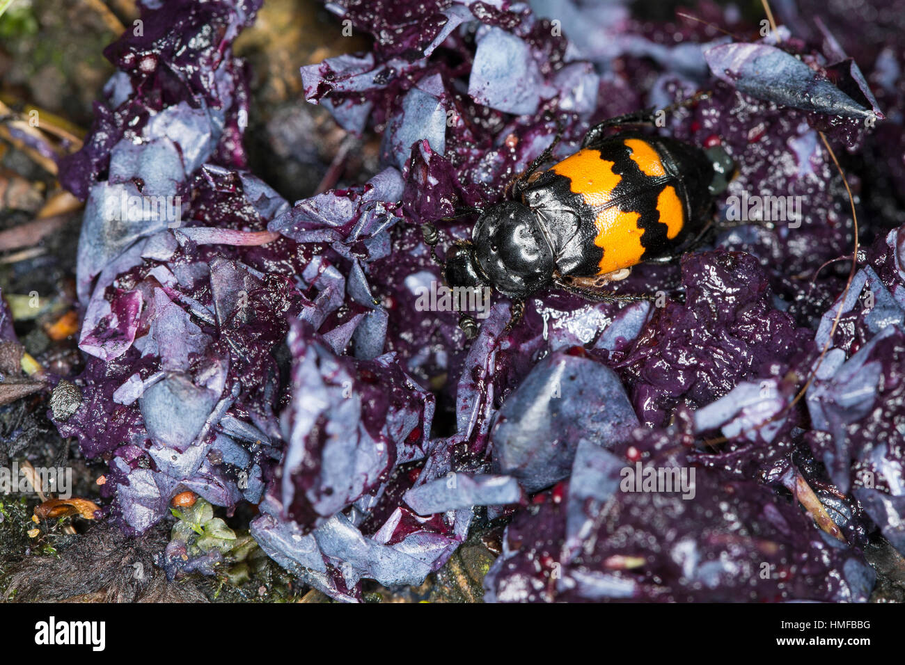 Schwarzhörniger Totengräber, Schwarzfühleriger Totengräber, Waldtotengräber, Aaskäfer, Necrophorus Vespilloides, Burying Käfer Stockfoto