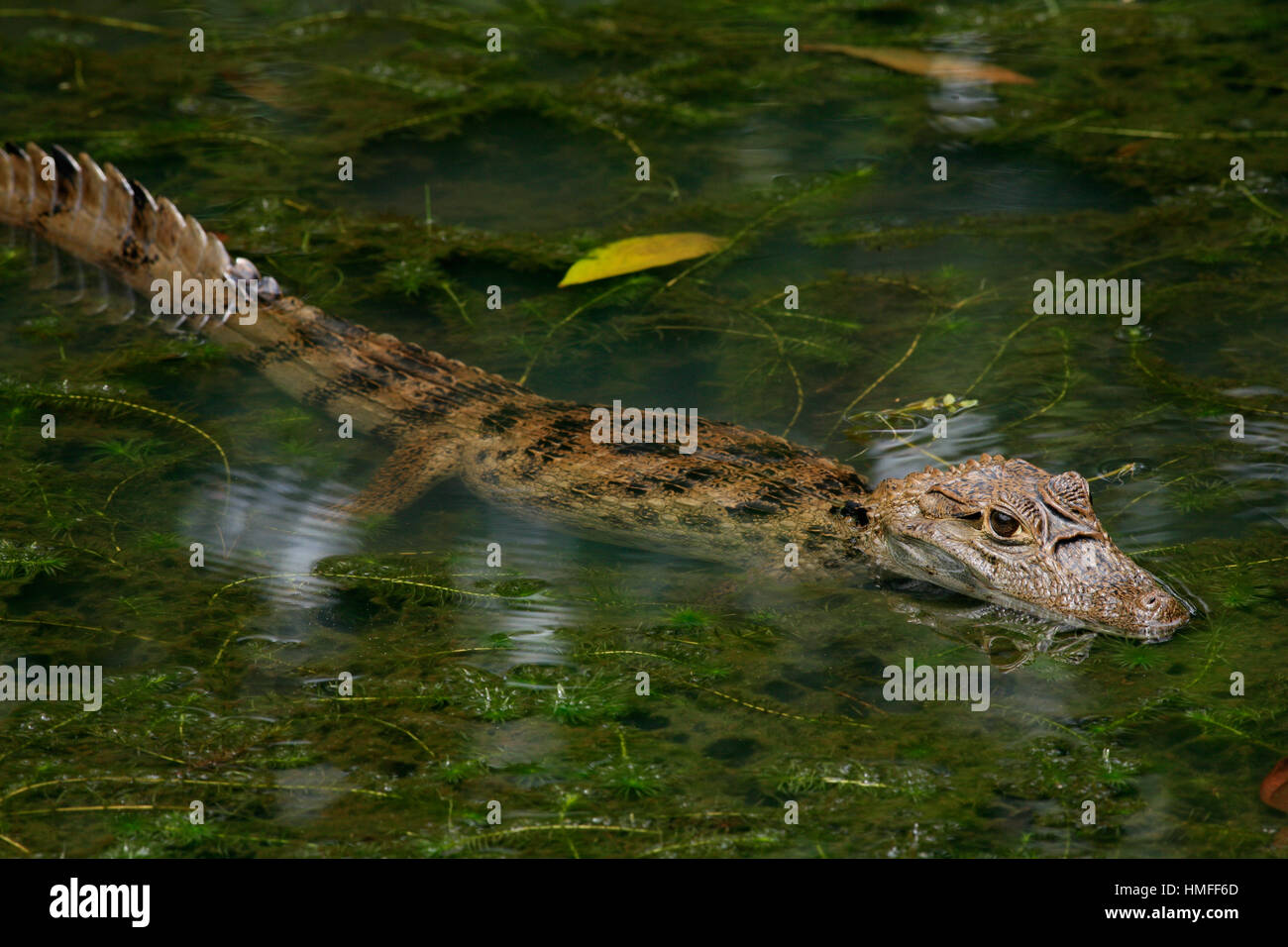 Brillentragende Kaiman (Caiman Crocodilus) im überfluteten Fluss Sarapiquí, Costa Rica. Stockfoto