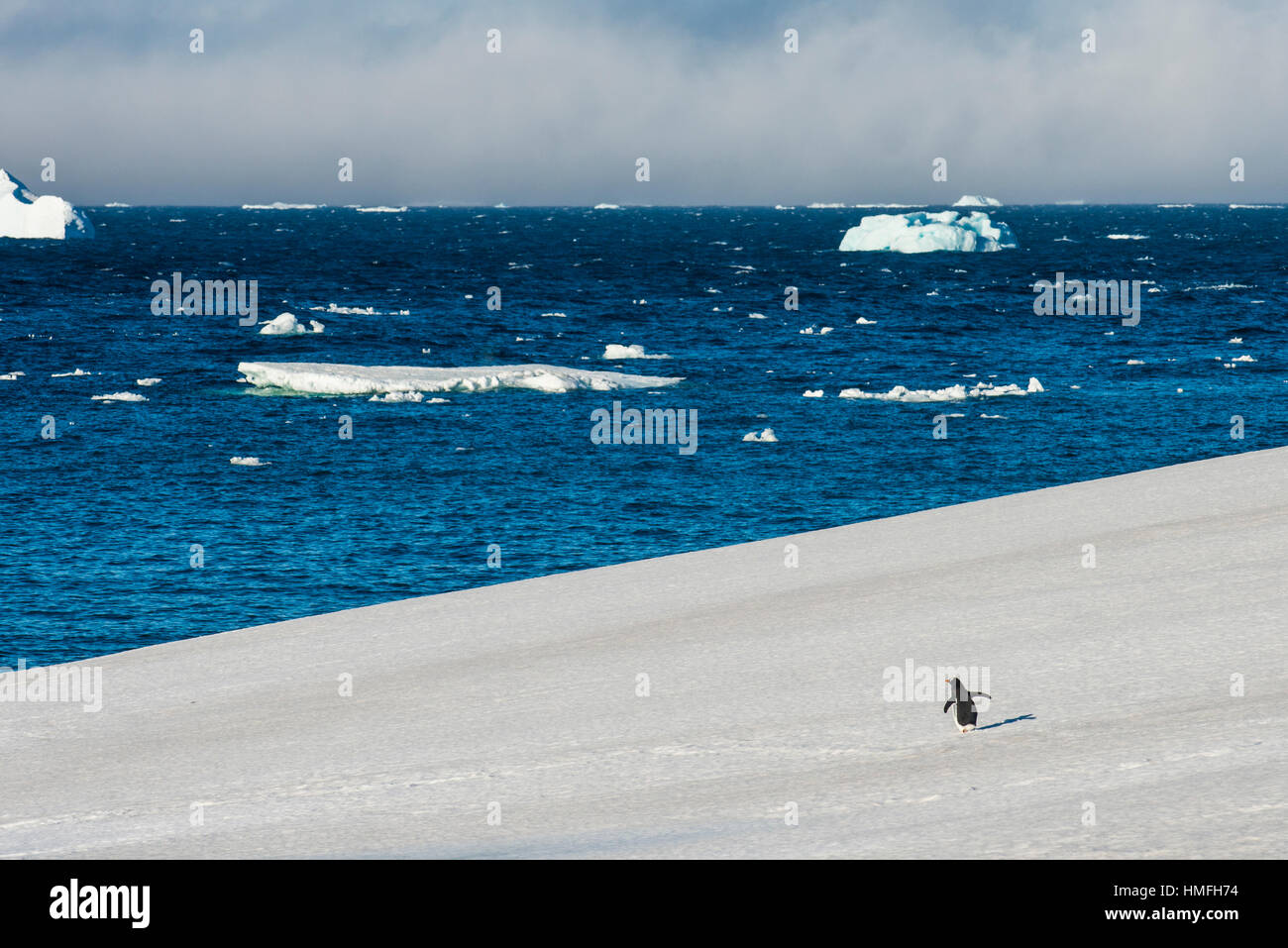 Wenig Gentoo Penguin zu Fuß auf einem Gletscher, Brown Bluff, Antarktis, Polarregionen Stockfoto