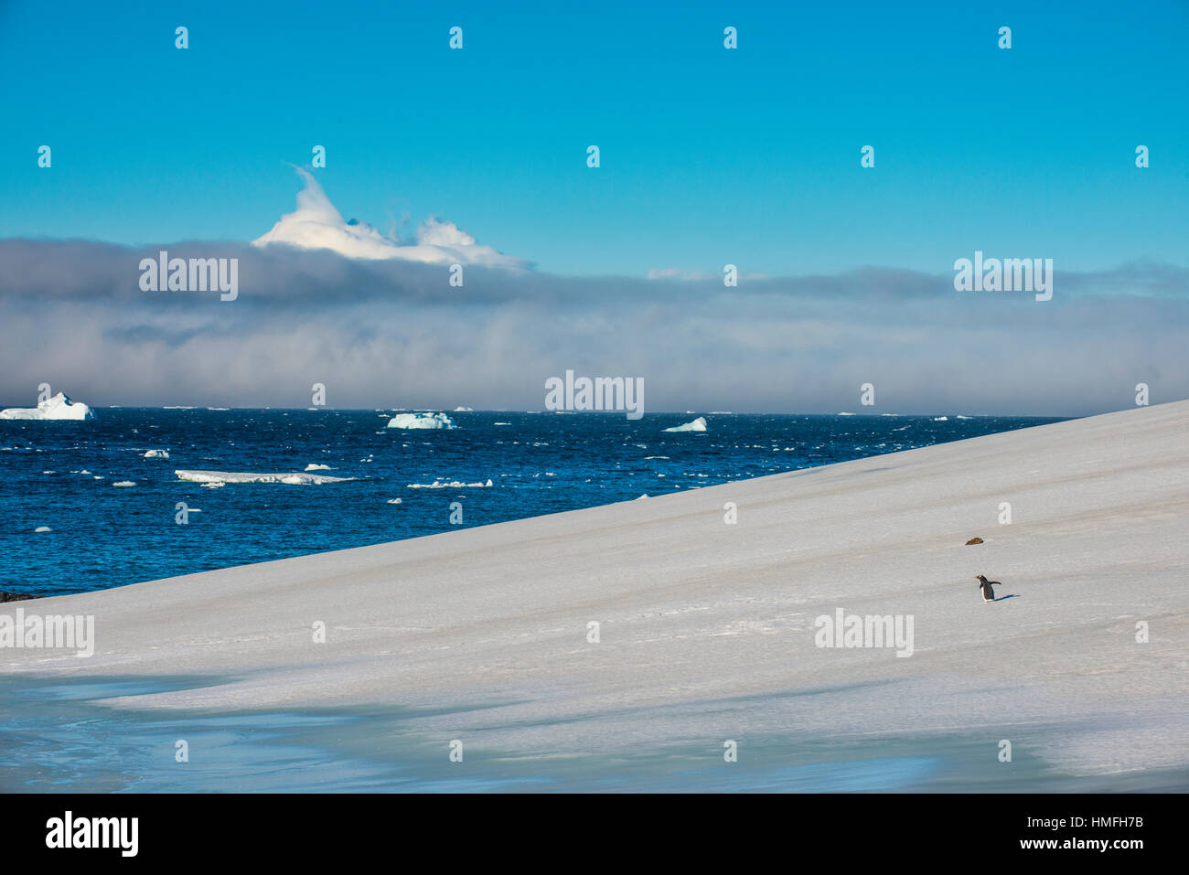 Wenig Gentoo Penguin zu Fuß auf einem Gletscher, Brown Bluff, Antarktis, Polarregionen Stockfoto