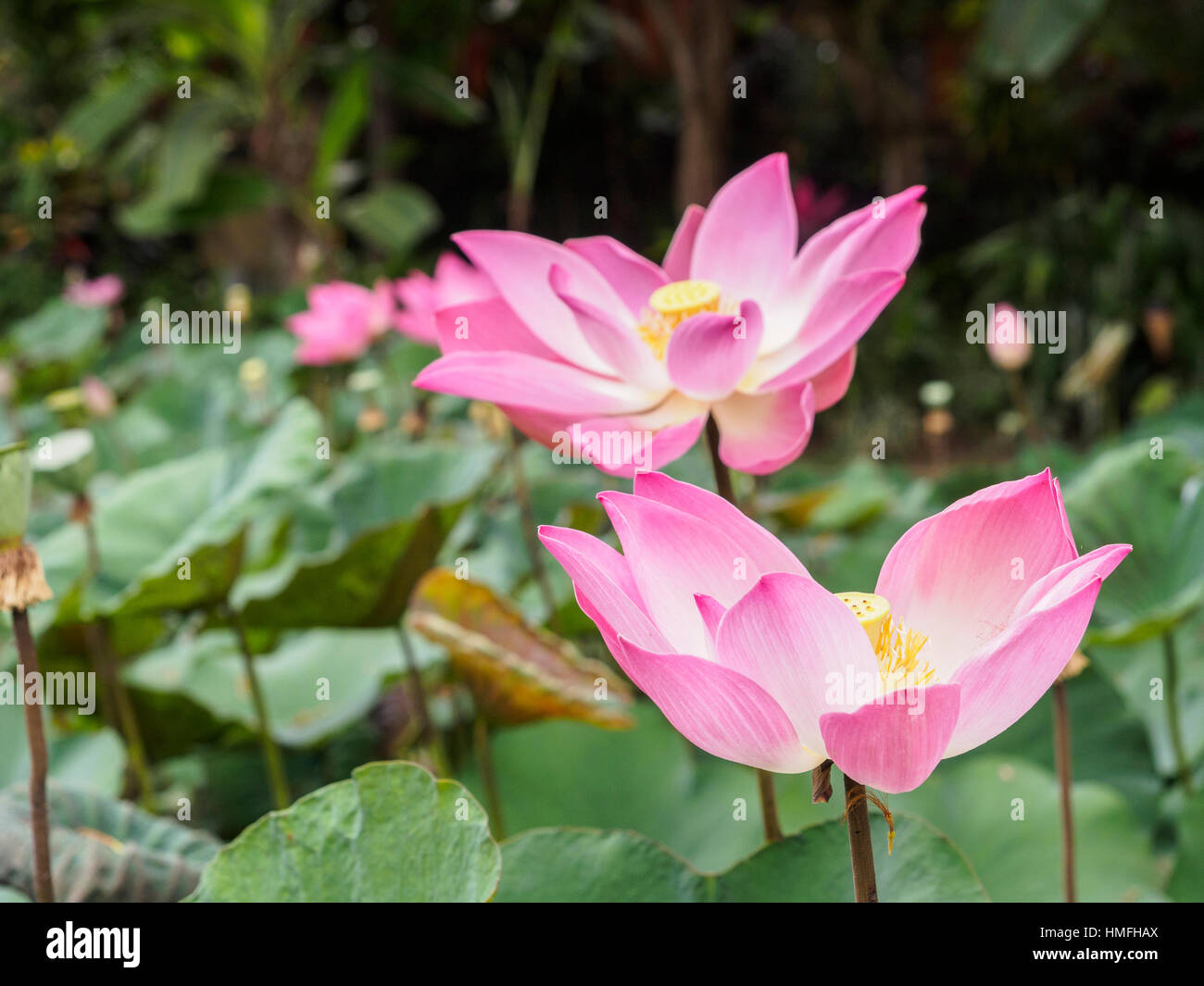 Pink Lotus, Bali, Indonesien, Südostasien Stockfoto