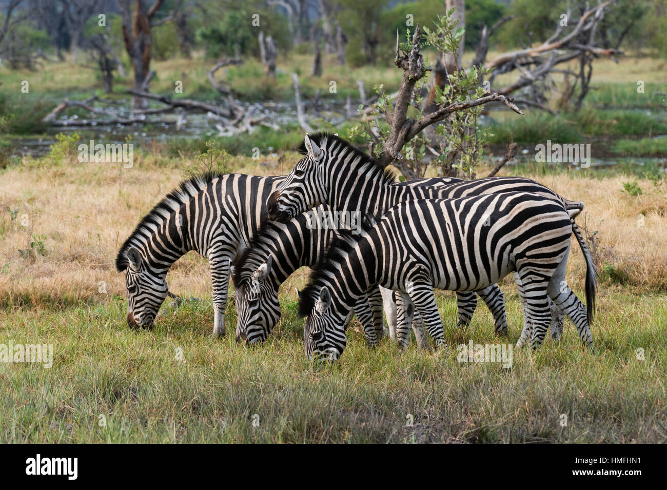 Burchell Zebra (Equus Burchellii), Khwai-Konzession, Okavango Delta, Botswana Stockfoto