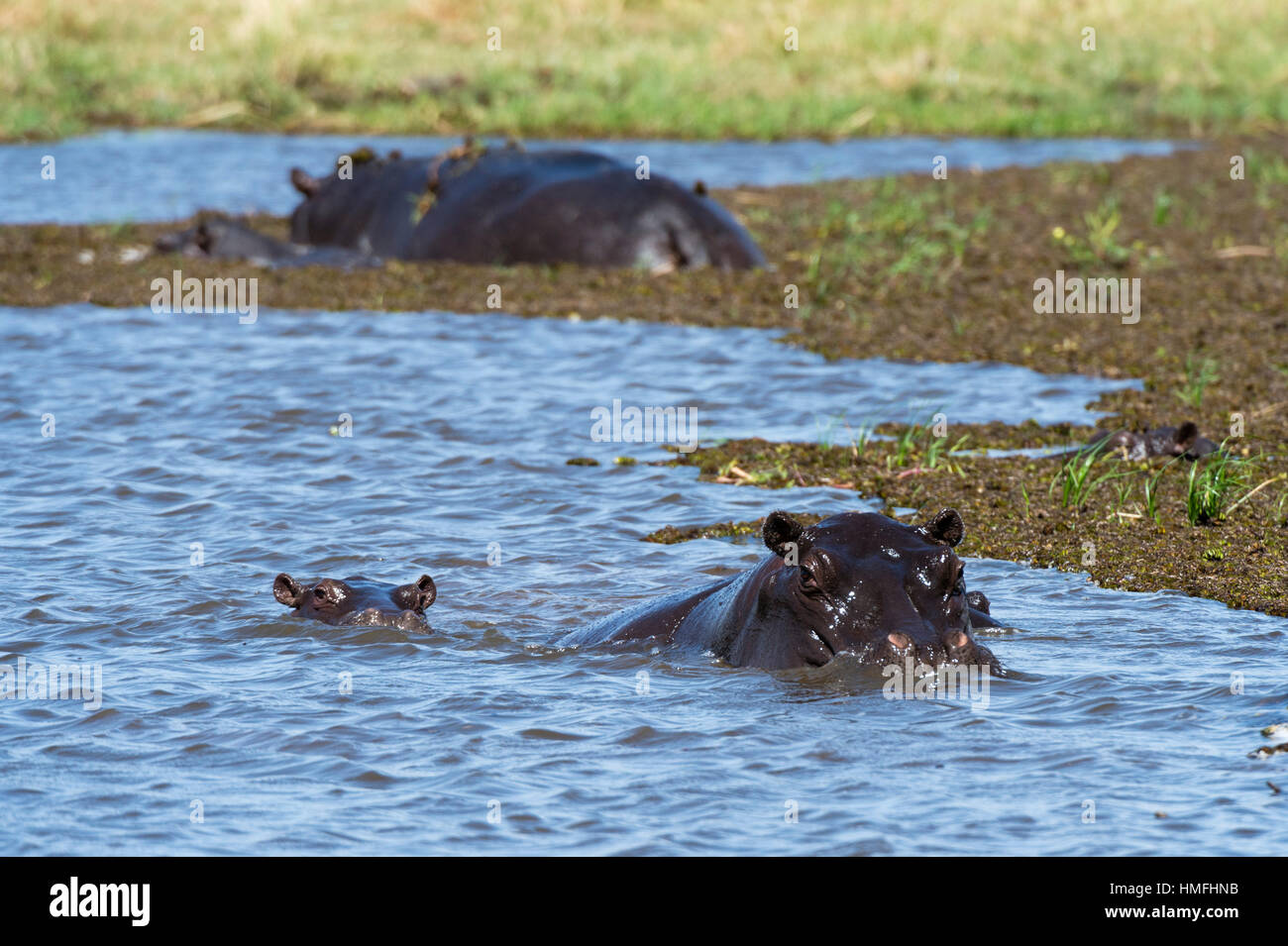 Flusspferd (Hippopotamus Amphibius) in den Fluss Khwai, Khwai-Konzession, Okavango Delta, Botswana Stockfoto
