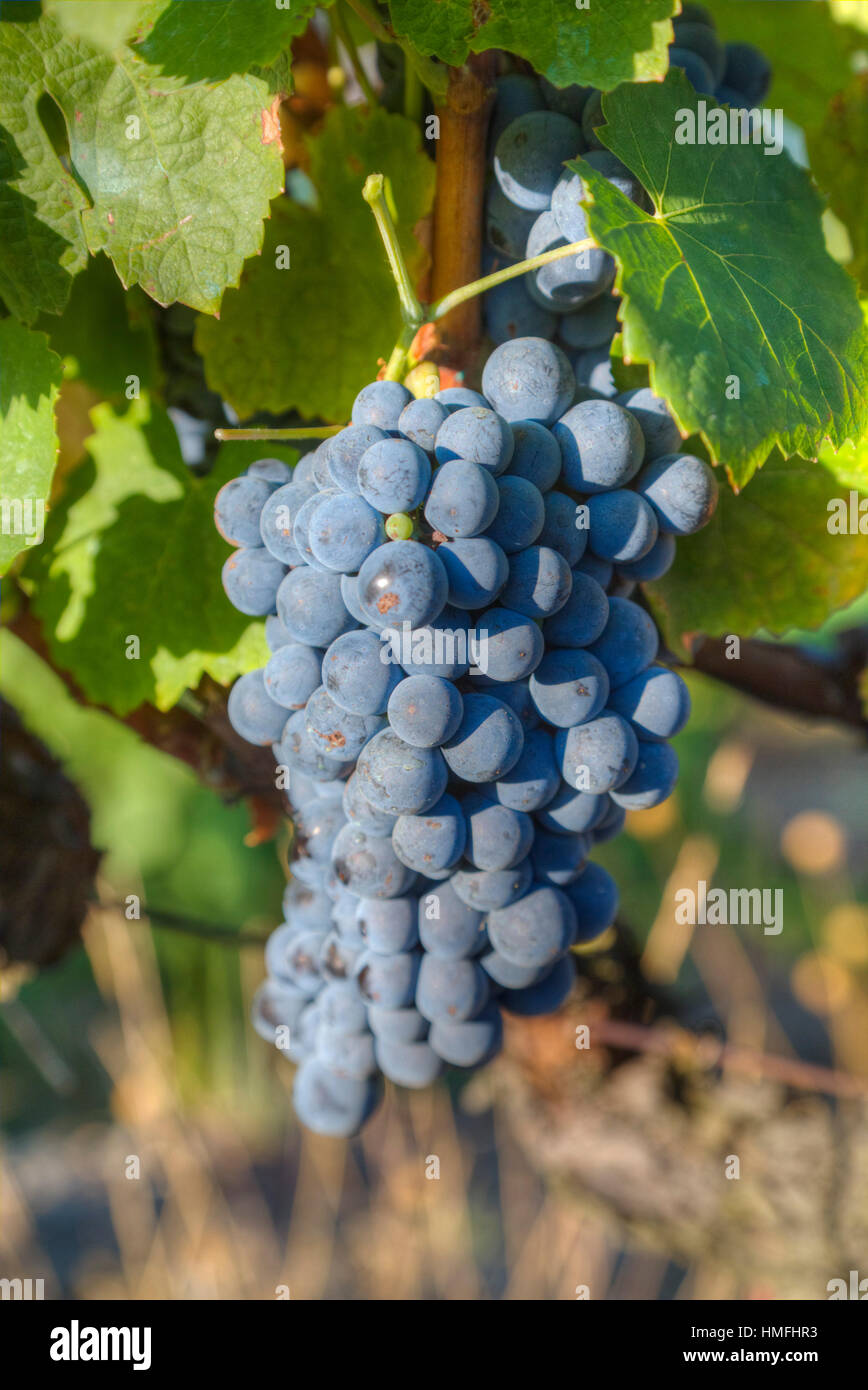 Trauben am Weinstock, Alto Douro-Wein-Tal, Portugal Stockfoto
