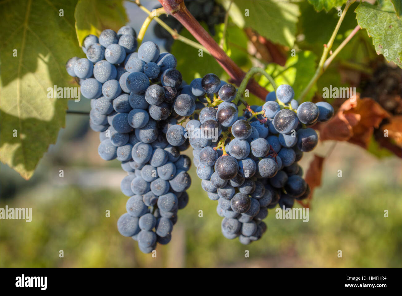 Trauben am Weinstock, Alto Douro-Wein-Tal, Portugal Stockfoto