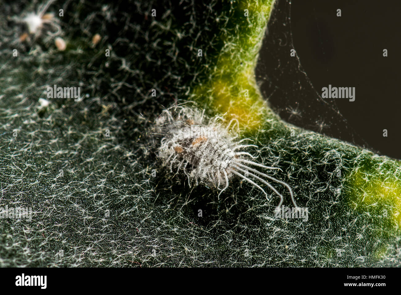 Coccids Schildläuse Wollläusen Stockfoto