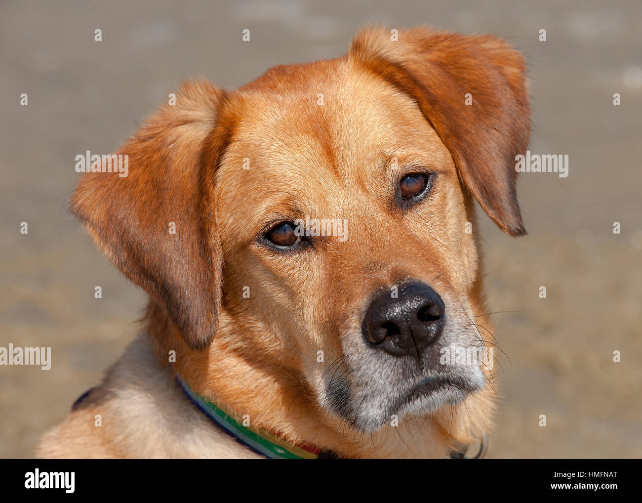 Hübscher Mischling rot brauner Hund mit seelenvollen Augen Blick in die Kamera mit Headtilt neutralen Hintergrund schließen sich Kopfschuss Stockfoto