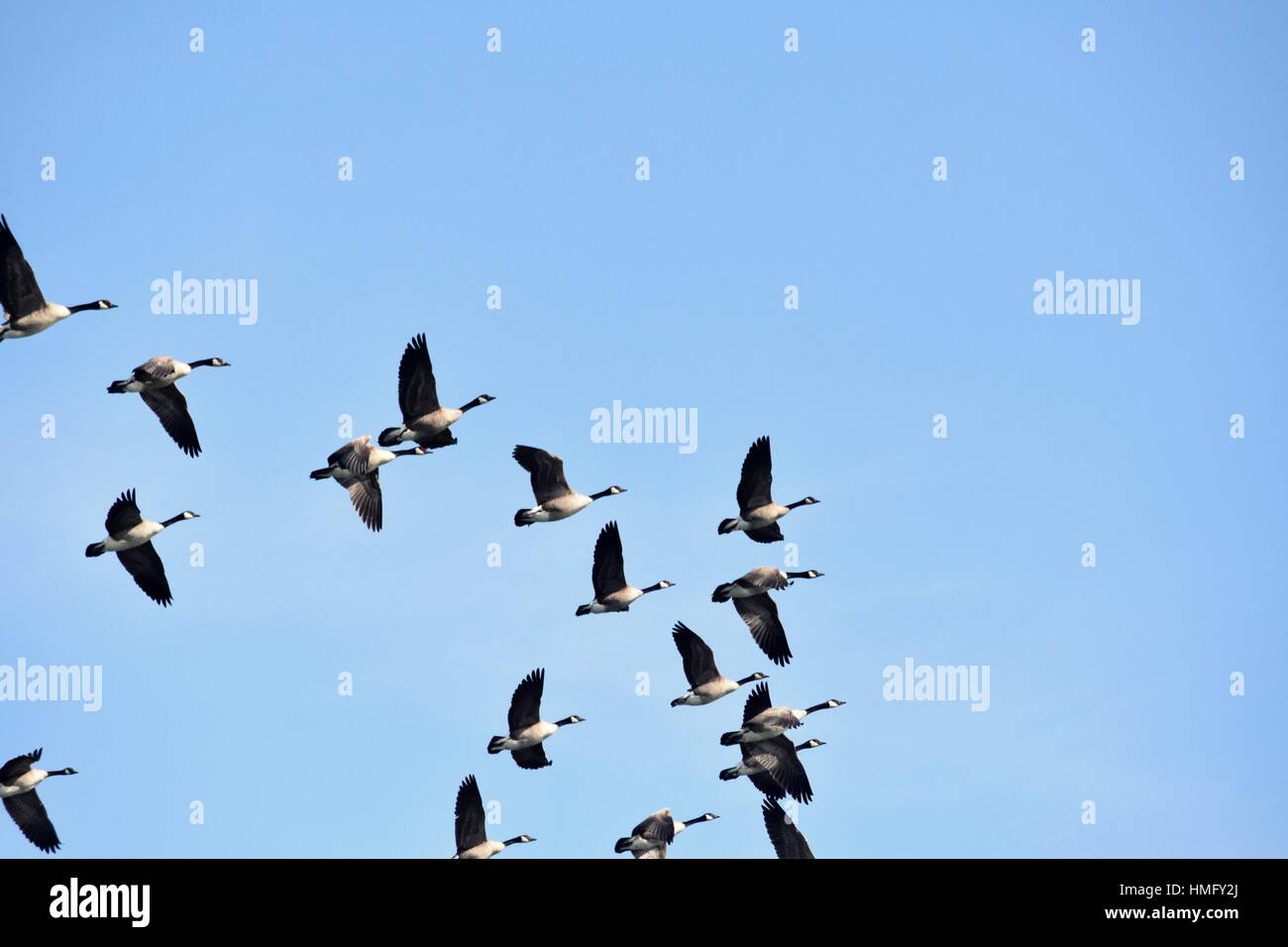 Wasservögel/kanadische Gesse Stockfoto