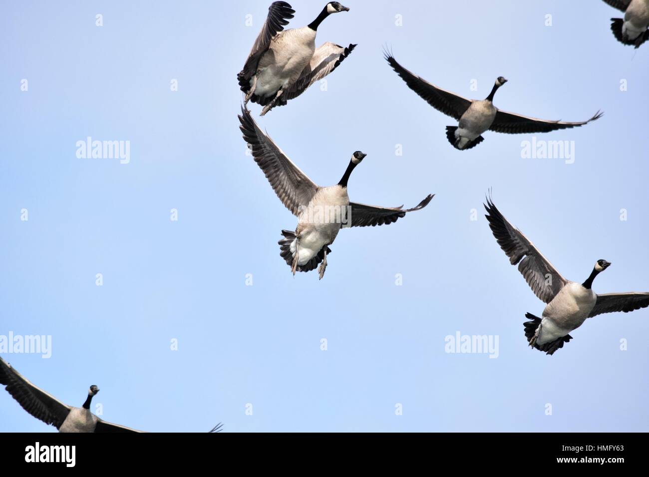 Wasservögel/kanadische Gesse Stockfoto