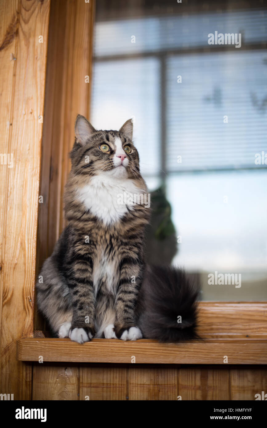 Katze sitzt auf der Fensterbank. Katze auf das home-Fenster im sonnigen  Tag. Katze auf der Fensterbank Stockfotografie - Alamy