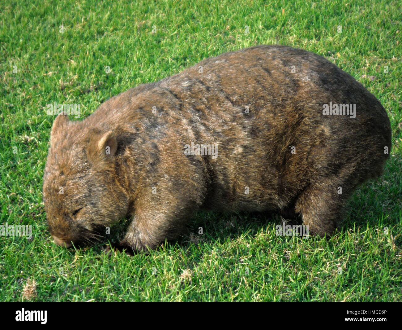 Wombat, ein frühes Abendessen essen Stockfoto