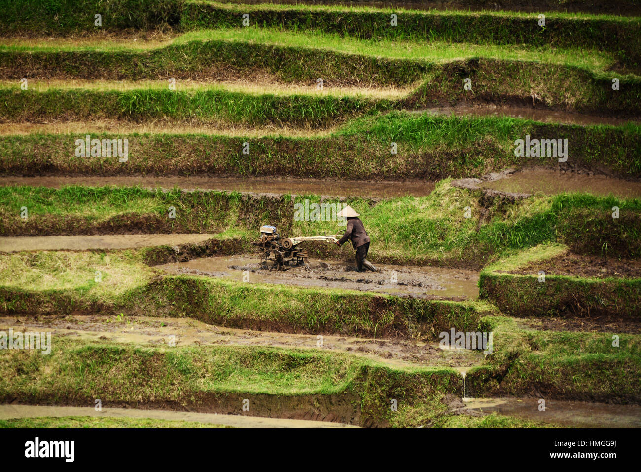 Bauer in den Reisfeldern von Ubud, bali Stockfoto