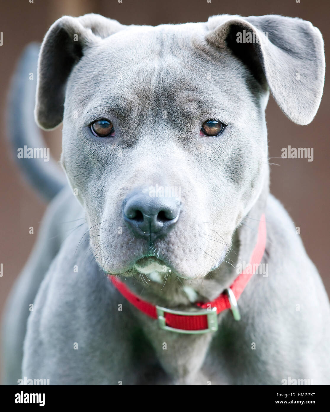 Atemberaubend schön schön silbergrau Grube Stier Terrier Hund Nahaufnahme Portrait mit rotem Kragen mit roten Ball Spielzeug Stockfoto