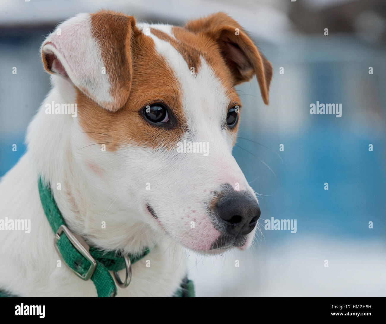 Adlige Mischbrüte Mittelhund weiß mit braunen Flecken und grünem Kragen mit Kopfschuss in 3/4-Höhe Stockfoto