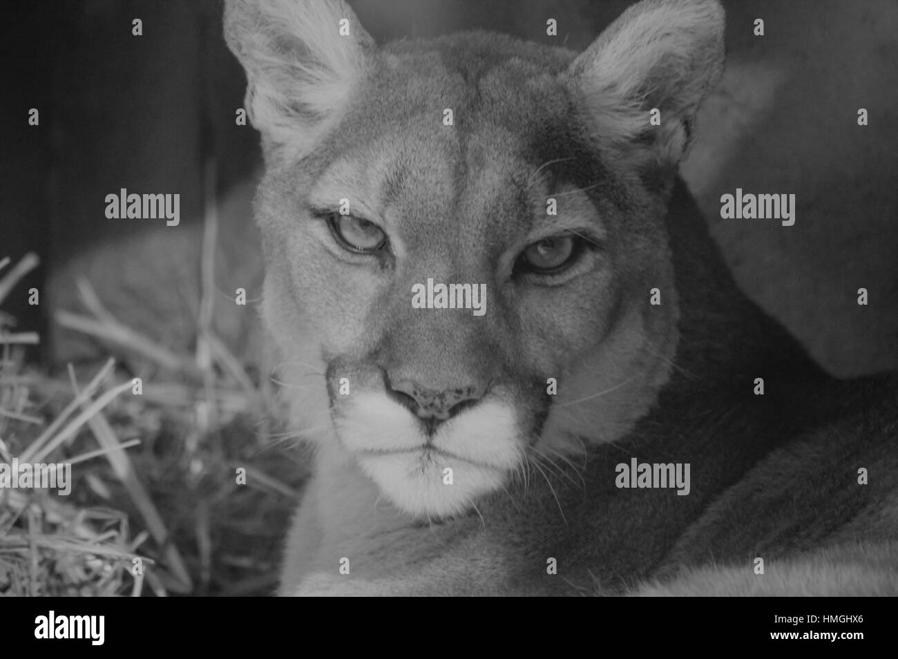 Nahaufnahme von einem Puma starrte geradeaus Stockfoto