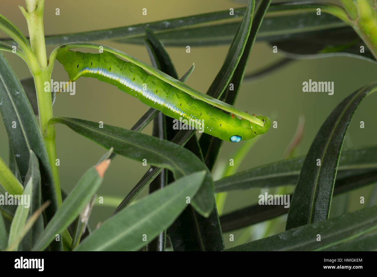 Oleanderschwärmer, Oleander-Schwärmer, Raupe Frisst ein Oleander, Daphnis Nerii, Deilephila Nerii, Oleander Hawk-Moth, Oleander Hawkmoth, Armee grün mo Stockfoto