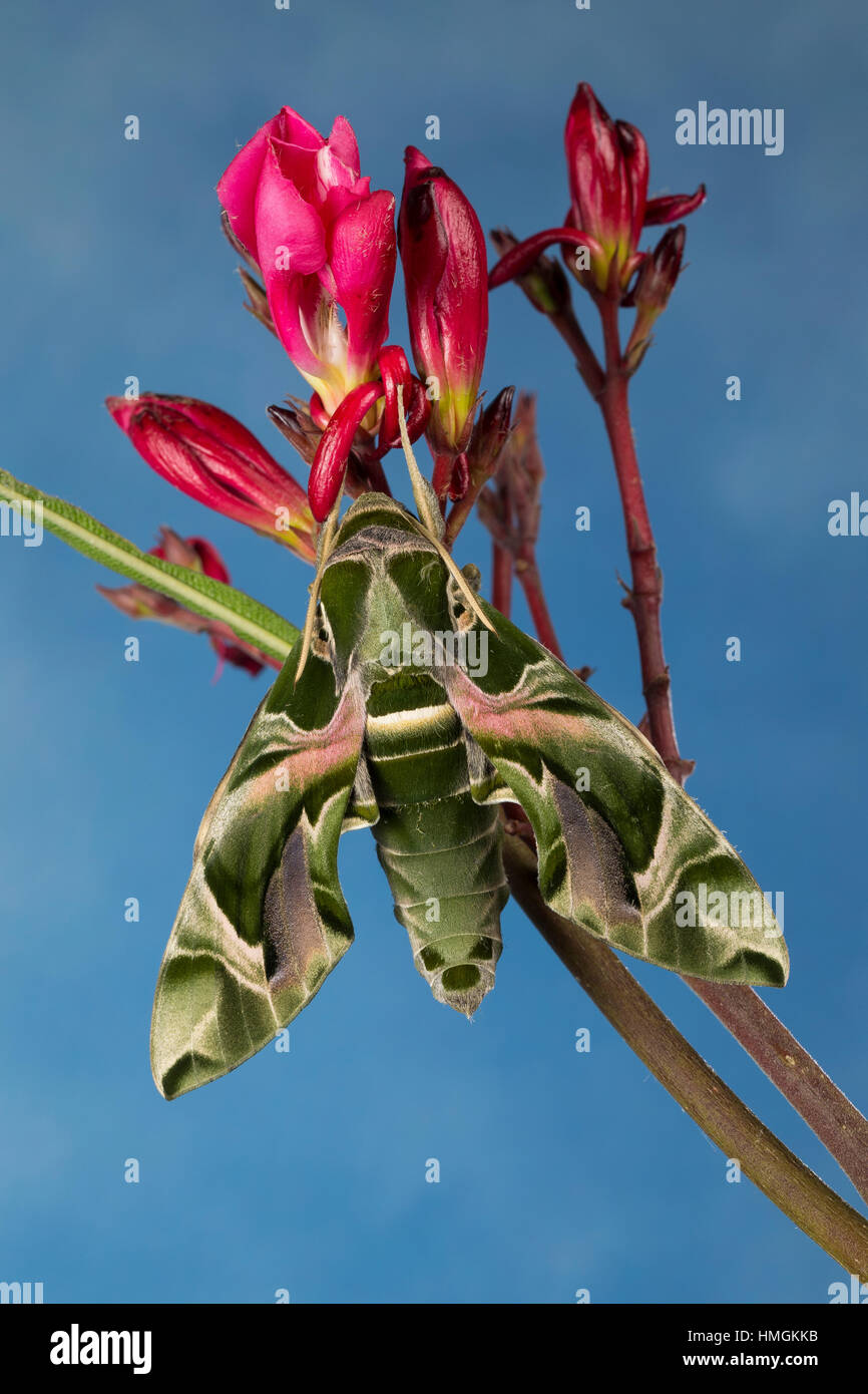 Oleanderschwärmer, Oleander-Schwärmer, Daphnis Nerii, Deilephila Nerii, Oleander Hawk-Moth, Oleander Hawkmoth, Armee grüne Motte, Le Sphinx du Laurier-r Stockfoto