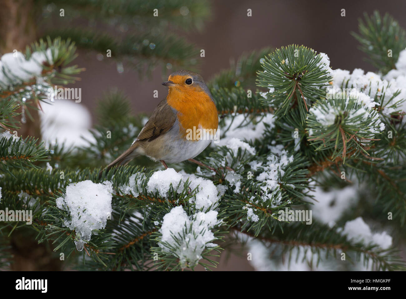 Rotkehlchen, Winter, Schnee, Erithacus Rubecula, Robin, Schnee, Le Rouge-Schlucht Familier Stockfoto