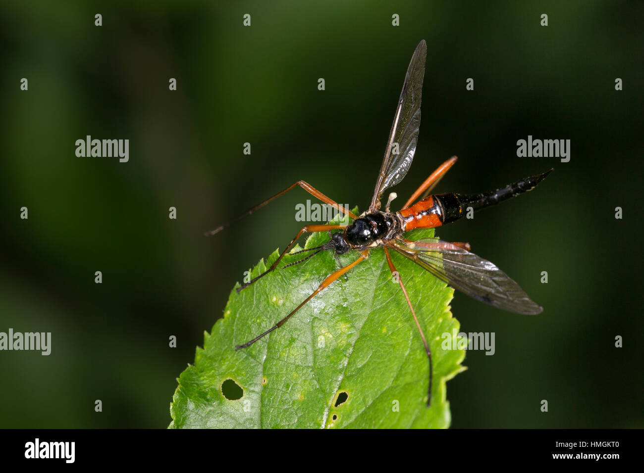 Schwarze Kammschnake, Holzschnake, Weibchen, Tanyptera Atrata, riesigen sabre Tanyptère La Noire, Schnake, Schnaken, Tipulida, Kamm Horn Schnake, Weiblich Stockfoto