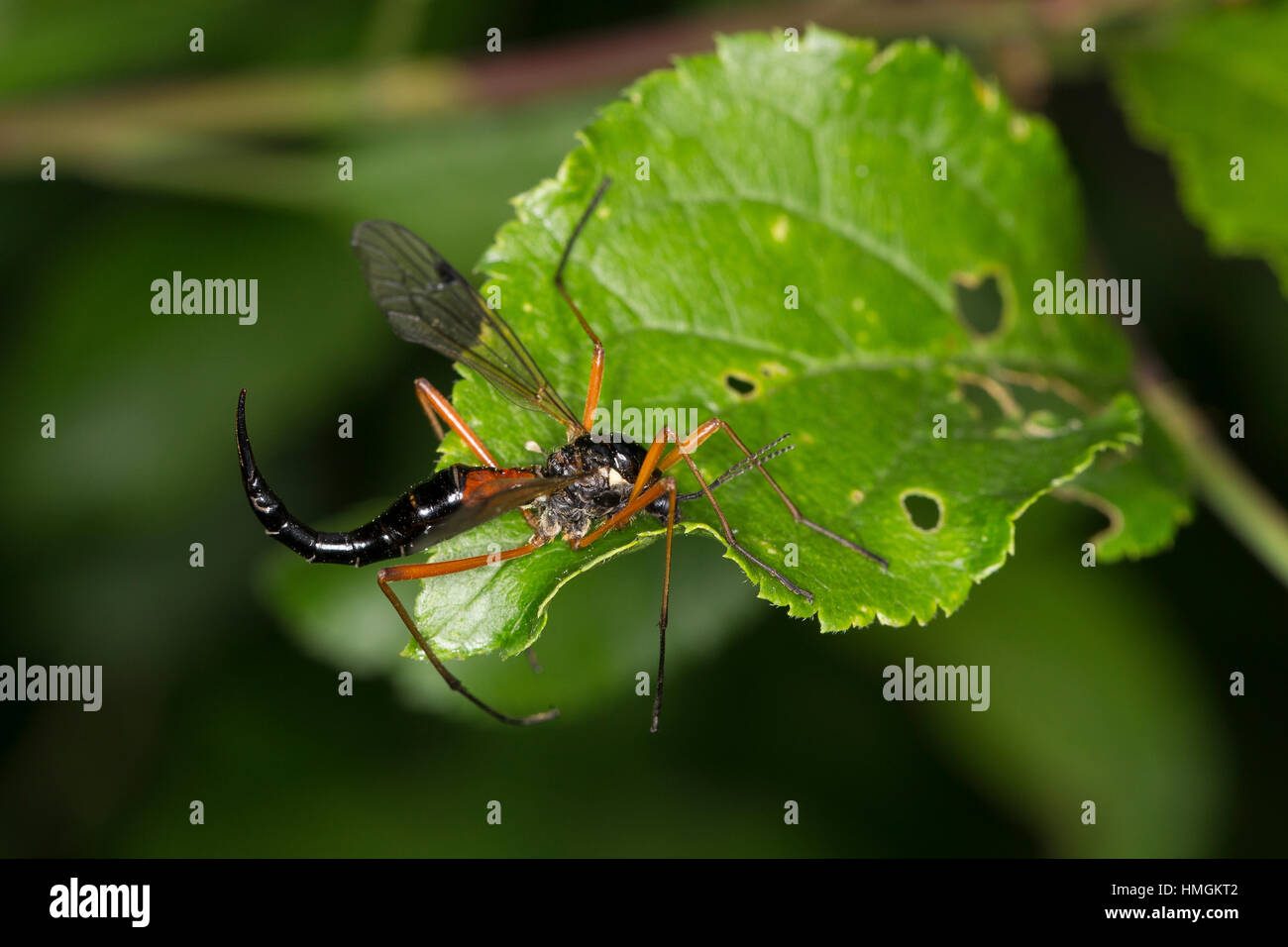 Schwarze Kammschnake, Holzschnake, Weibchen, Tanyptera Atrata, riesigen sabre Tanyptère La Noire, Schnake, Schnaken, Tipulida, Kamm Horn Schnake, Weiblich Stockfoto