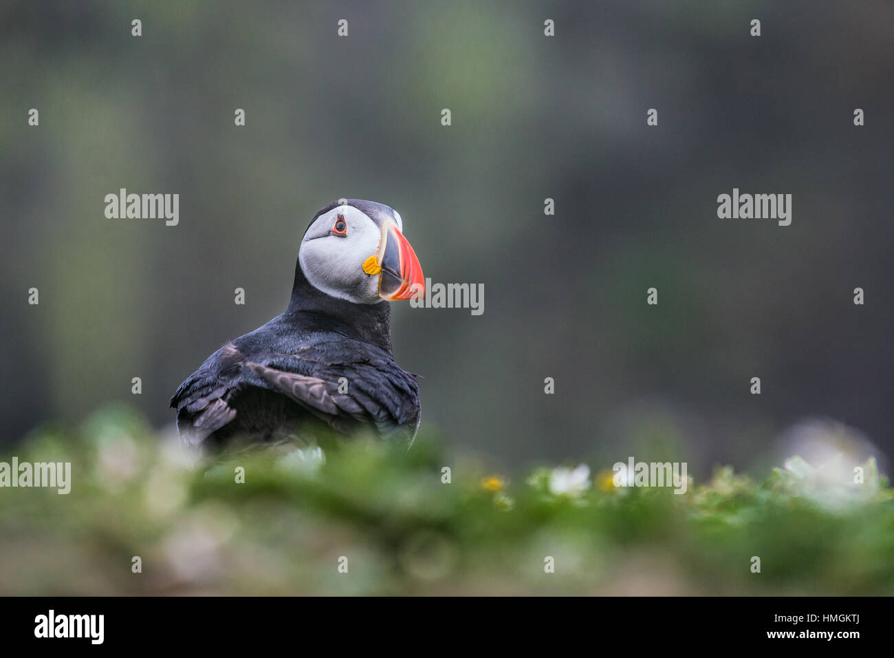 Papageitaucher (Fratercula Arctica) sitzen am Rande einer Klippe umgeben von Wiesenblumen Stockfoto