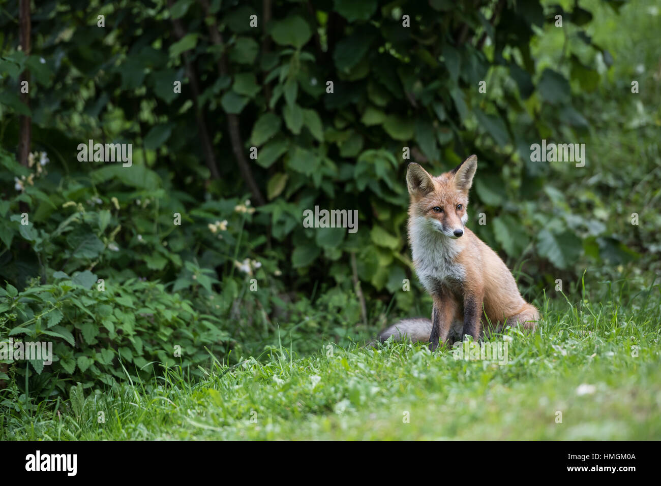 Red Fox in der wilden Natur, liegt am Rande des Waldes. Europäischer roter Fuchs. Stockfoto