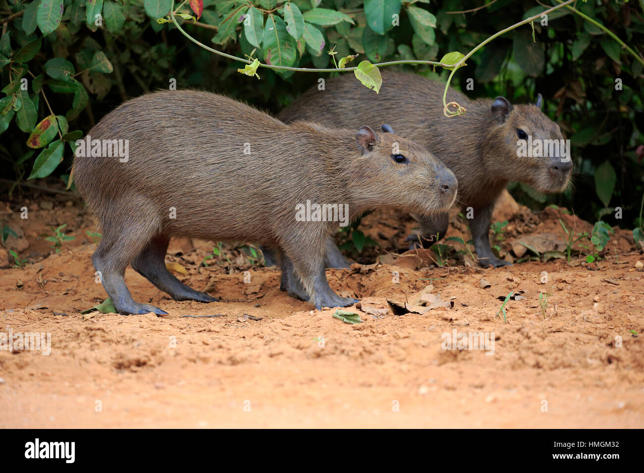 Capybara, (Hydrochoerus Hydrochaeris), seine jungen am Ufer, Pantanal, Mato Grosso, Brasilien, Südamerika Stockfoto