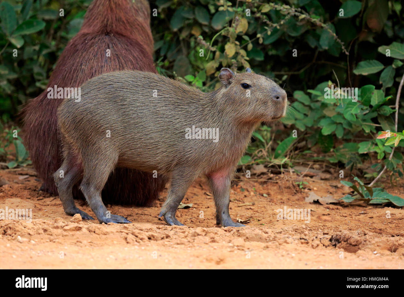 Wasserschwein (Hydrochoerus Hydrochaeris), junge am Ufer, Pantanal, Mato Grosso, Brasilien, Südamerika Stockfoto