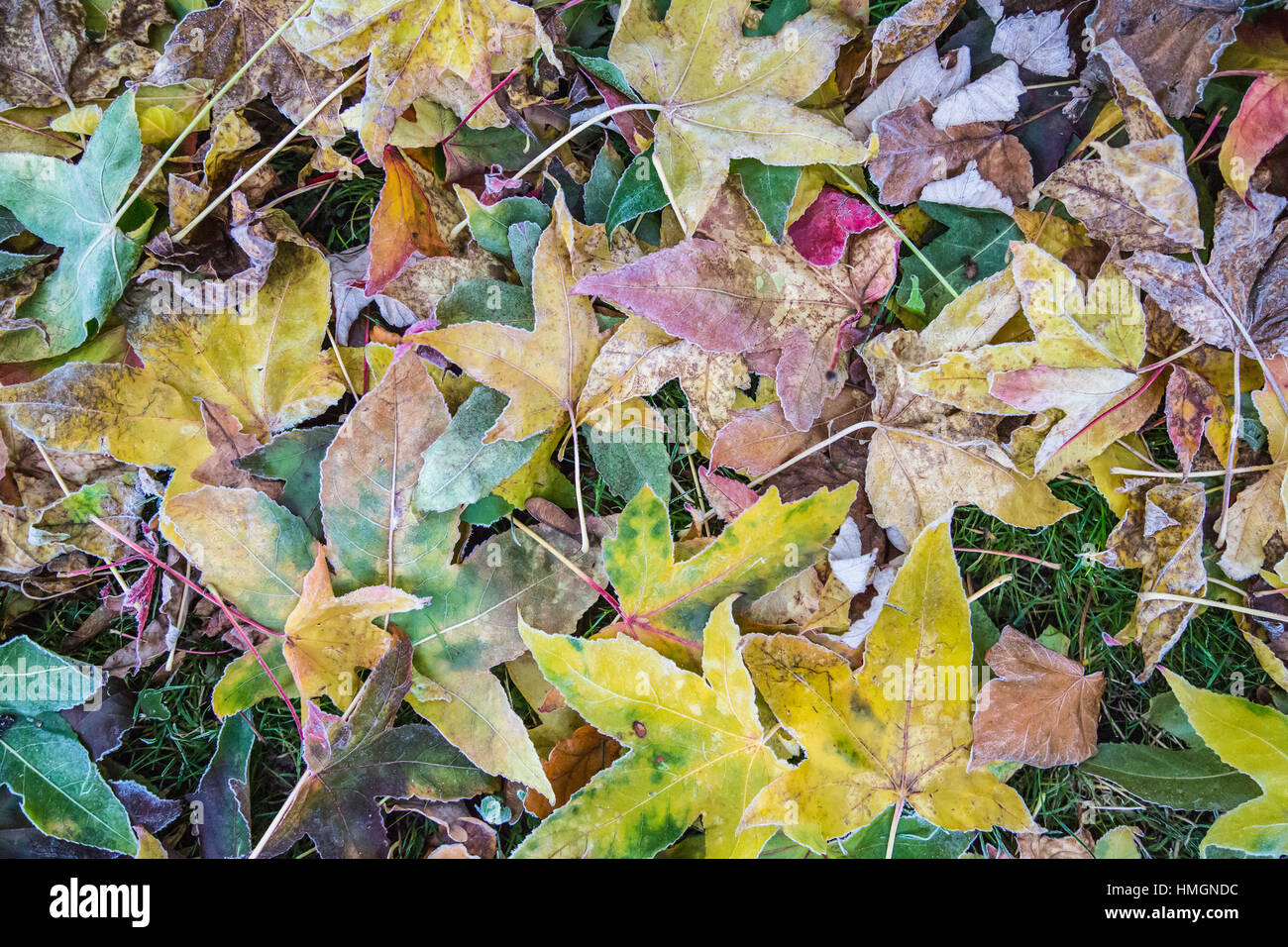 Gefallenen Ahornblätter auf dem Boden in einem Regenbogen von Farben. Es gibt Frost an ihren Rändern. Sie ein lockiges und knusprig. Natur Hintergrundbild. Stockfoto
