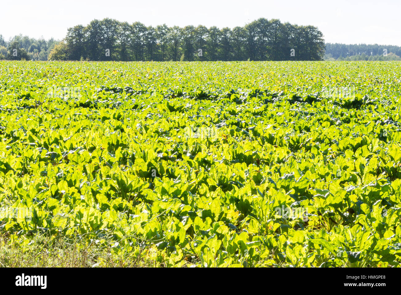 Bereich der Rüben wächst in der Nähe von Westcott, Surrey, England, Vereinigtes Königreich Stockfoto