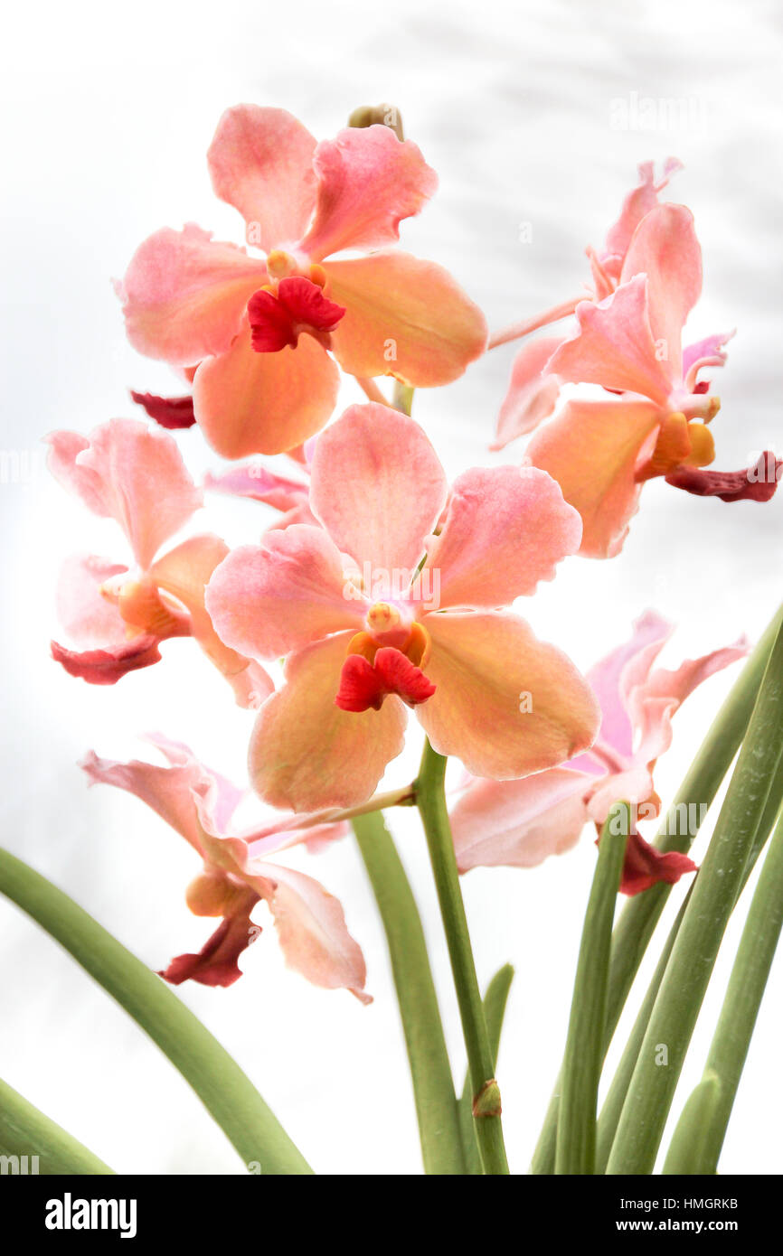 Selective Fokus schönen rosa Orchidee im Garten Stockfoto