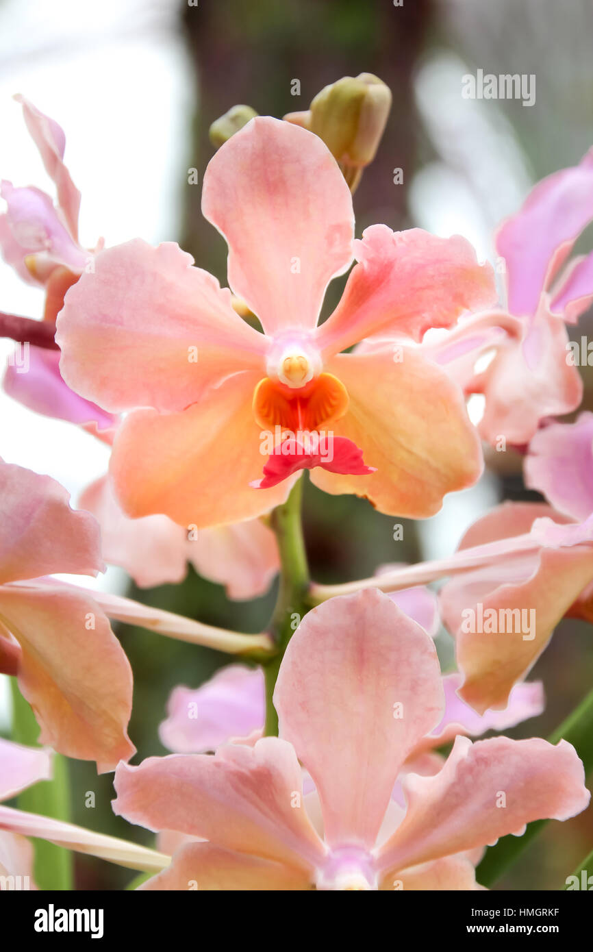 Schöne rosa Orchidee im Garten leise zu konzentrieren Stockfoto