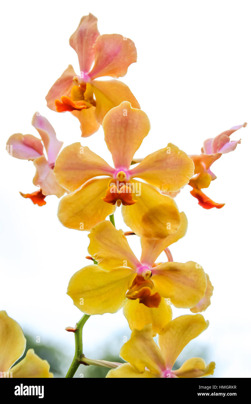 Schöne gelbe Orchidee im Garten leise zu konzentrieren Stockfoto
