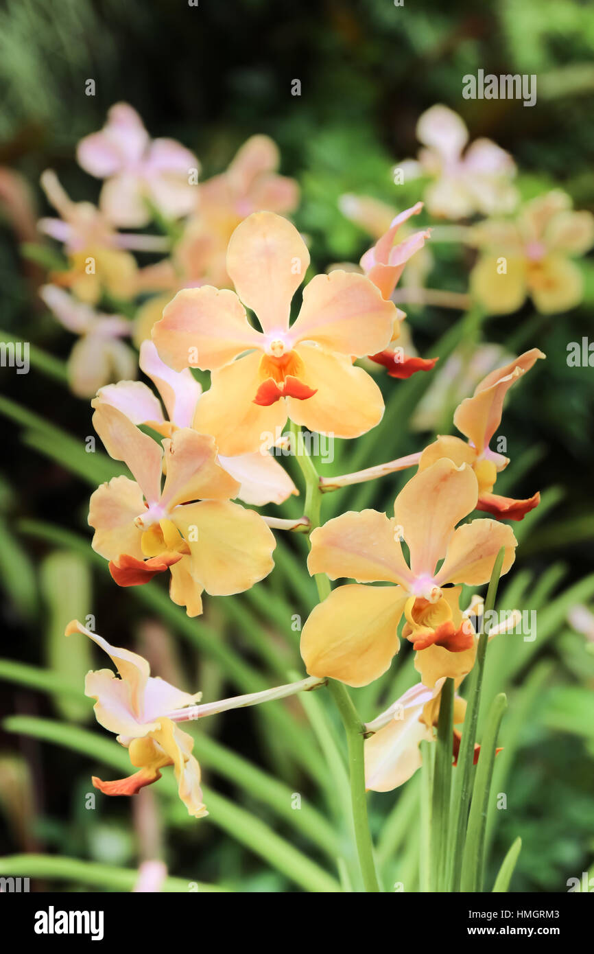 Selective Fokus schöne gelbe Orchidee im Garten Stockfoto