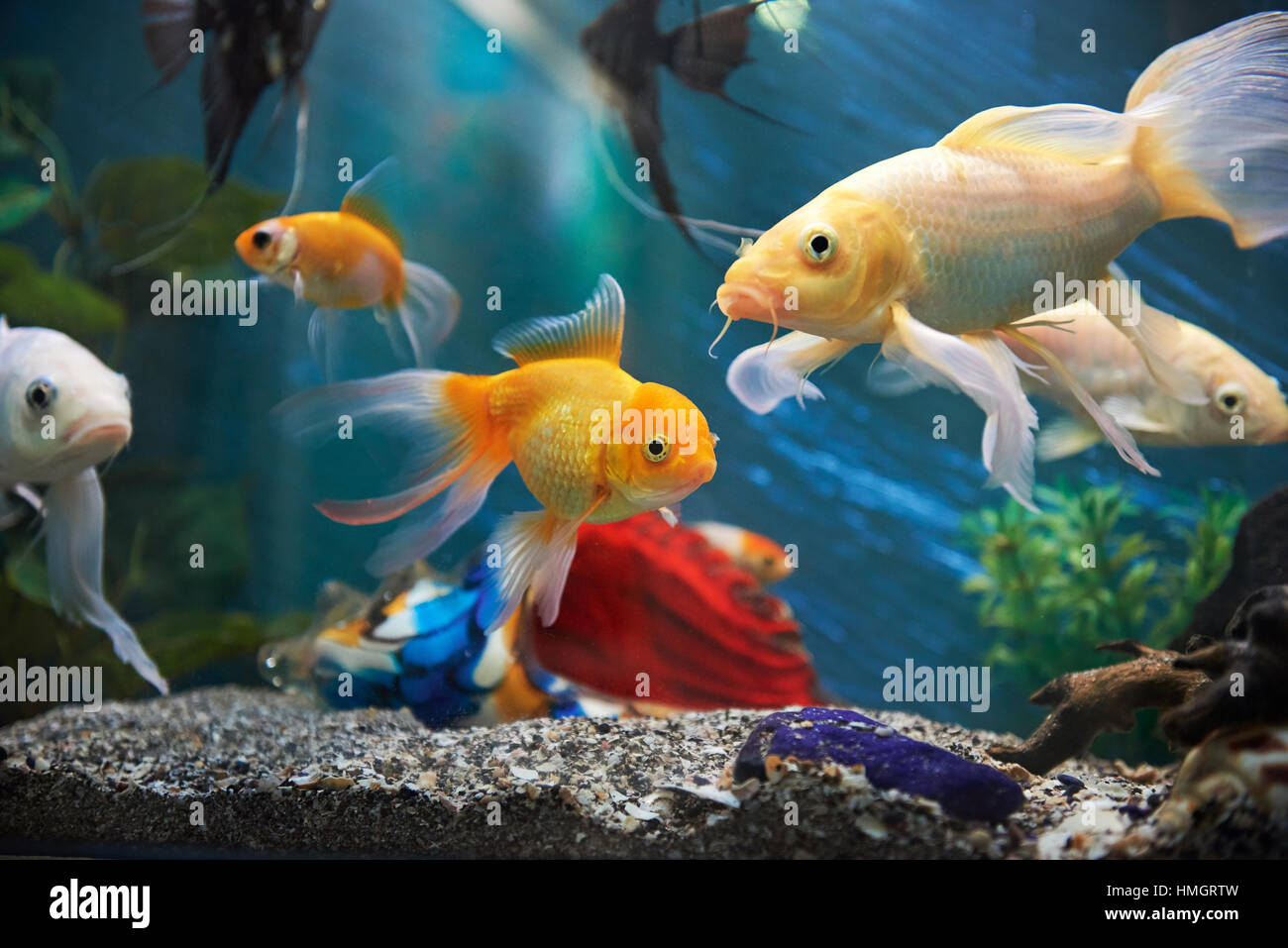 bunte Fische Aquarium in Dunkelheit tiefblauen Wasser Stockfoto