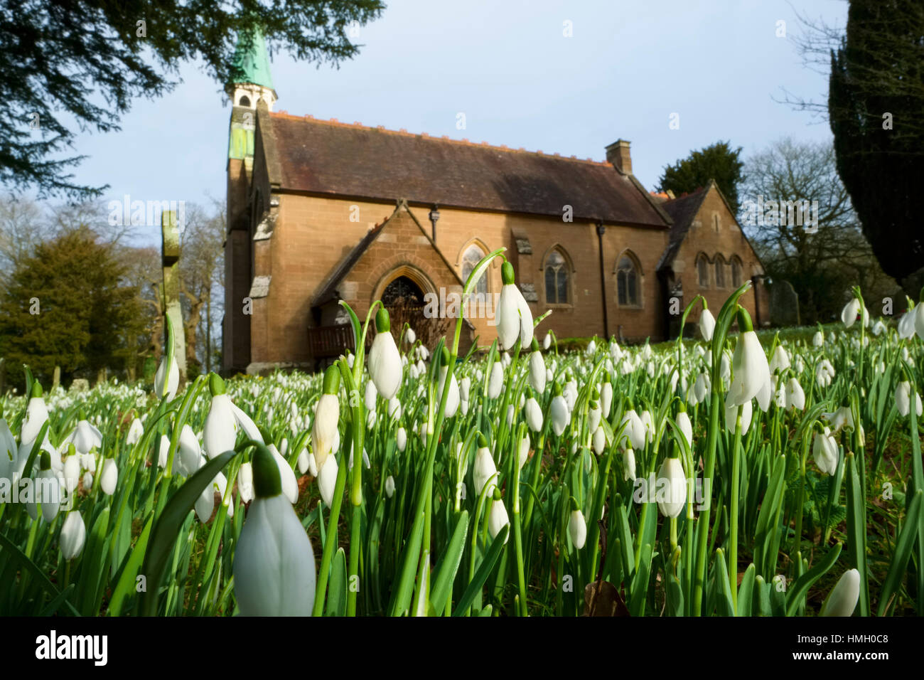 Schneeglöckchen blühen in den Kirchhof der Kirche der Heiligen Unschuldigen Tuck Hill, in der Nähe von Bridgnorth, Shropshire, UK. Stockfoto