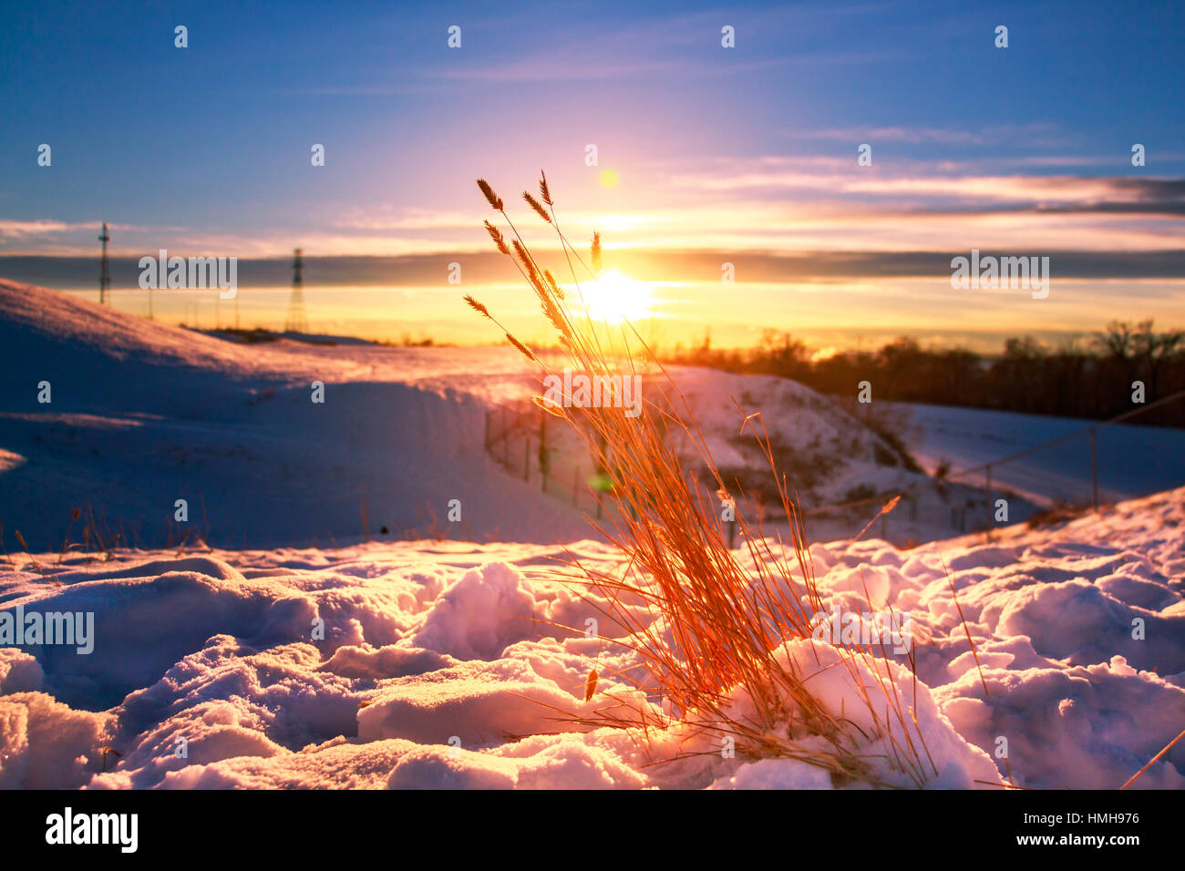 Weizen im Schnee Stockfoto
