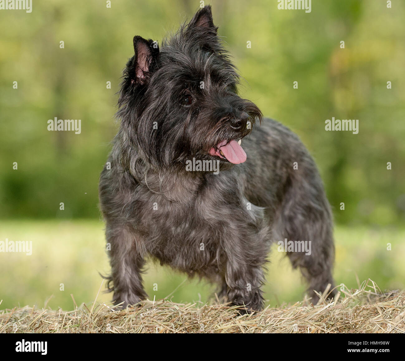 Atemberaubend schöne reinrassige AKC Westminster Blutlinie Cairn Terrier hunde Welpen aus nächster Nähe scharf stellen Portrait headshot sonnigen Sommertag im Freien Stockfoto