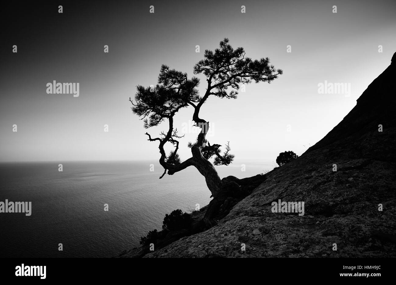 Baum und Meer bei Sonnenuntergang. Crimea Landschaft. Natur-Hintergrund Stockfoto