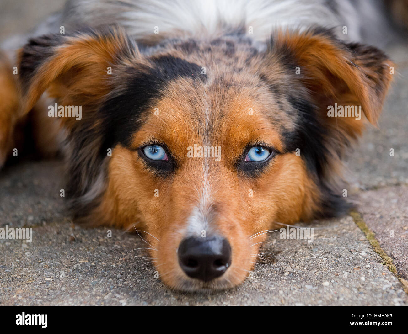 Atemberaubende Blue eyed Australian Shepherd Shepard dreifarbige Aussie Hund mit Kopf nach unten weiße Pfote, Blick in die Kamera Stockfoto