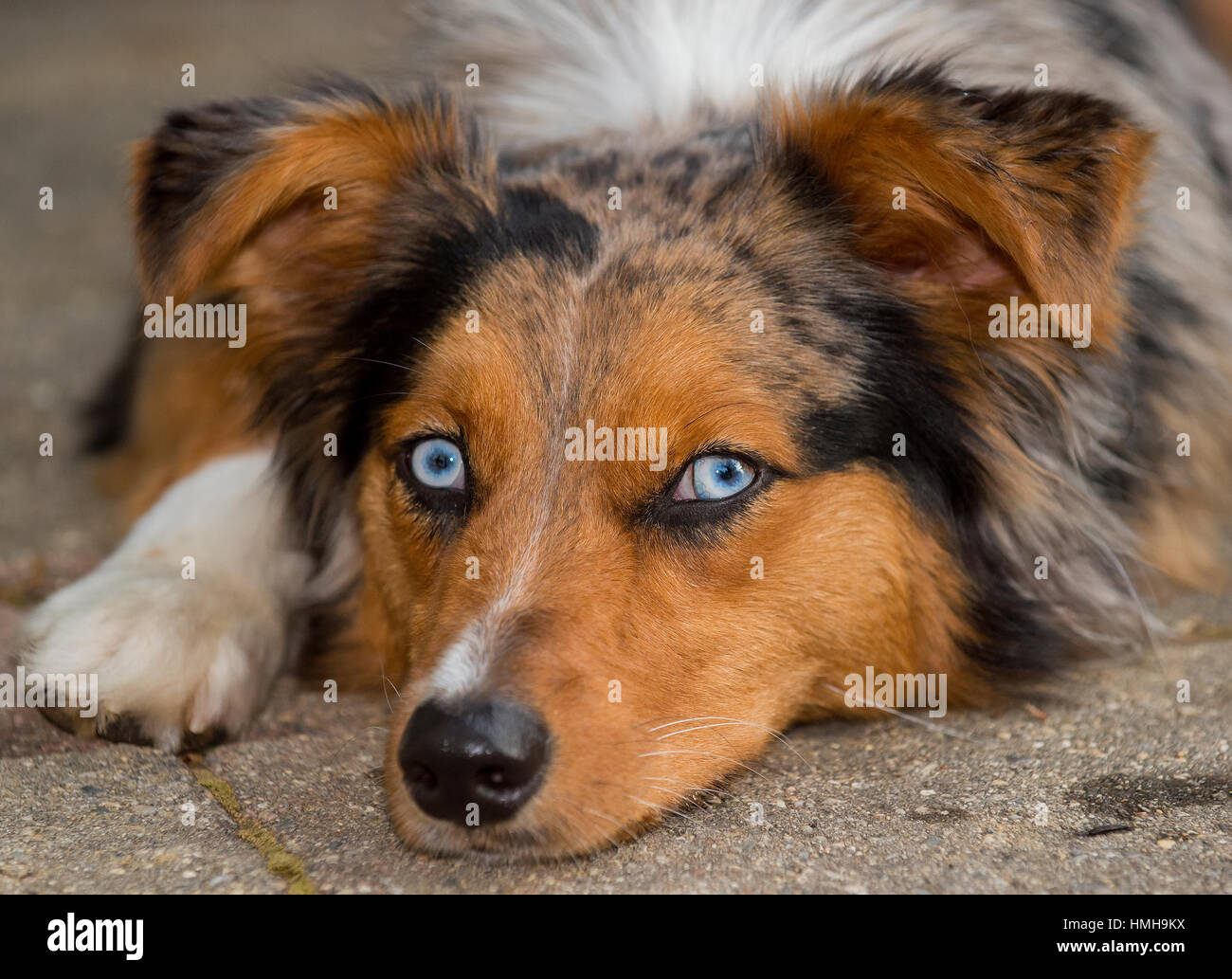 Atemberaubende Blue eyed Australian Shepherd Shepard dreifarbige Aussie Hund mit Kopf nach unten weiße Pfote, Blick in die Kamera Stockfoto