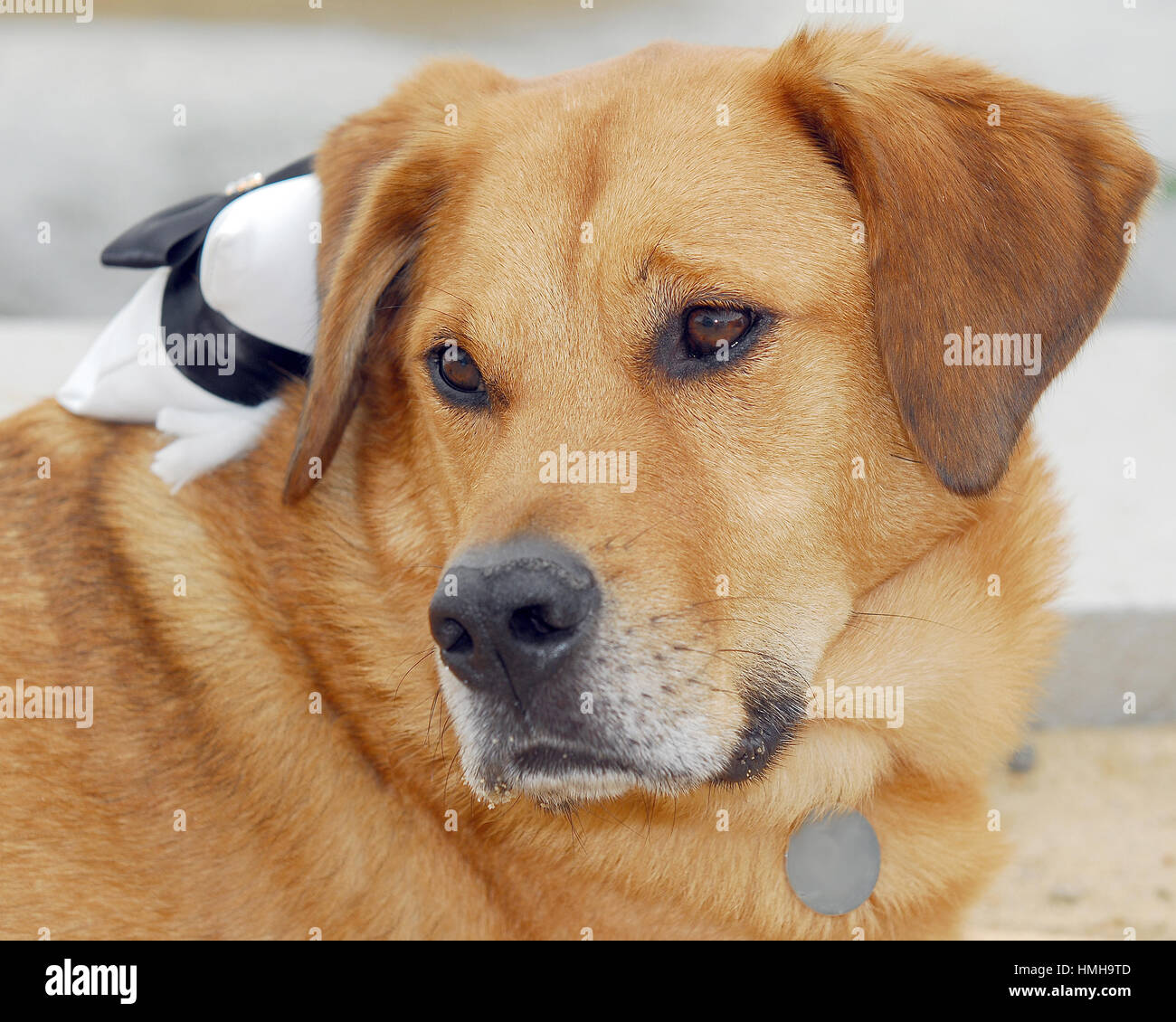 Schöne braune Hund lab Mix ring Bearer mit Kissen auf Blick zurück über die Schulter weichen Ausdruck Ohren perked Stockfoto