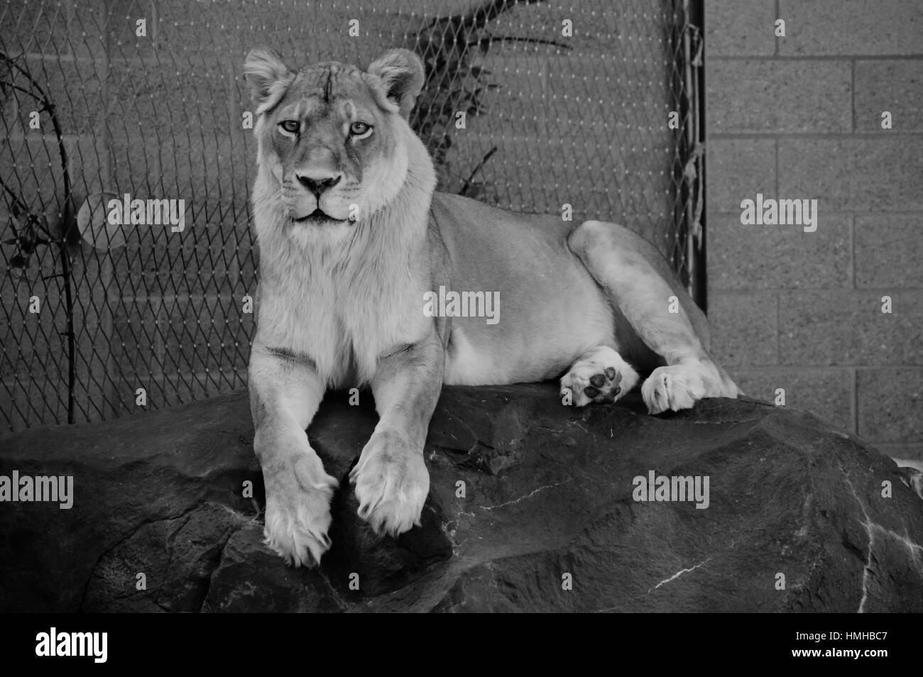 Großaufnahme eines weiblichen Löwen Stockfoto