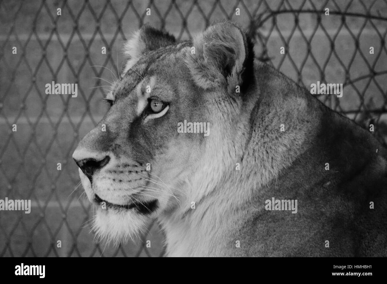 Großaufnahme eines weiblichen Löwen Stockfoto