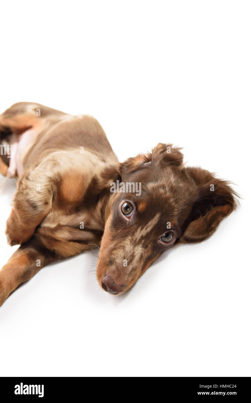 Kleine Dackel Hund Stockfoto