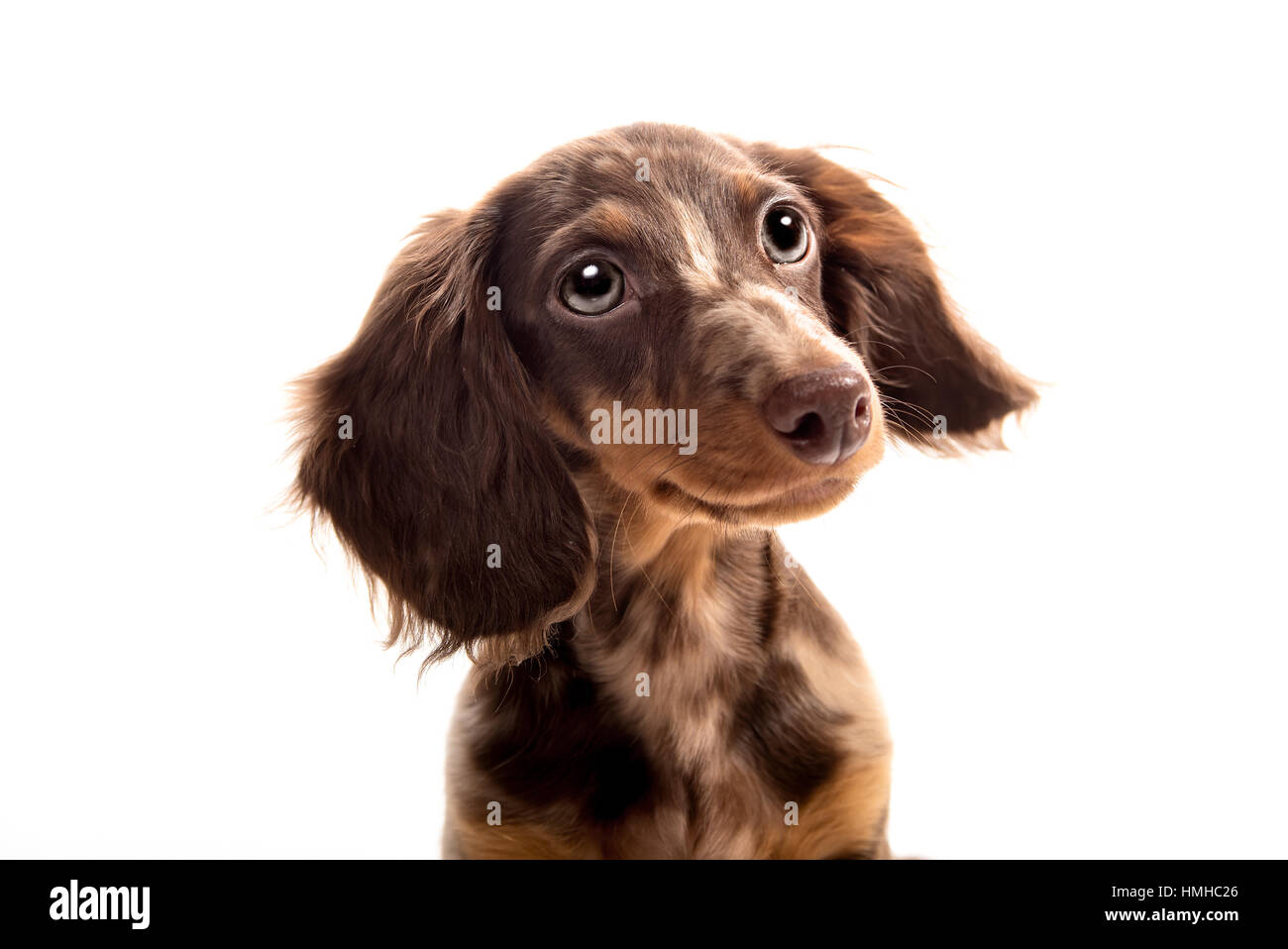 Kleine Dackel Hund Stockfoto