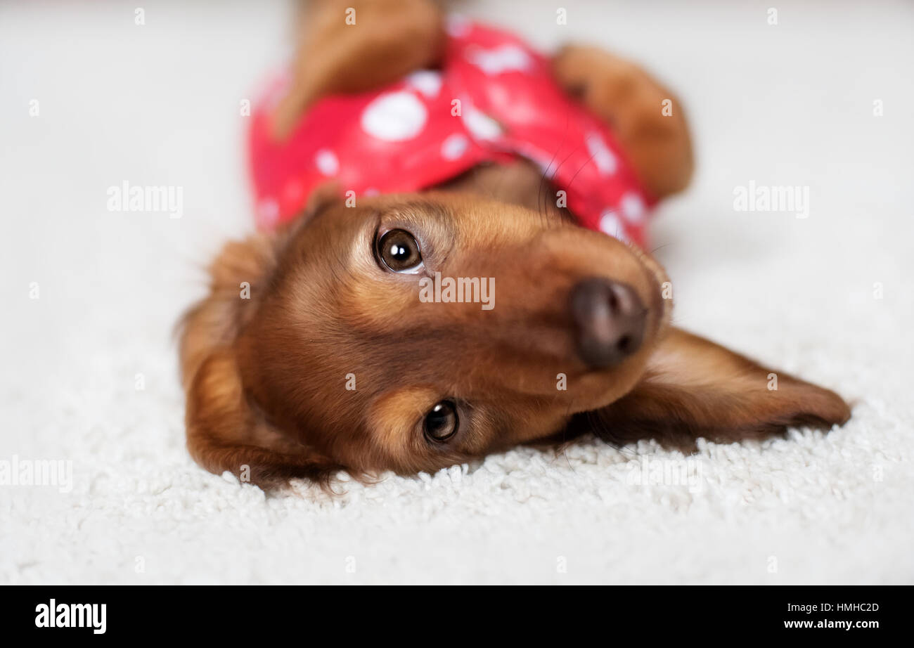 lustige Dackel-Welpe ist mit einer Decke bedeckt. Stockfoto