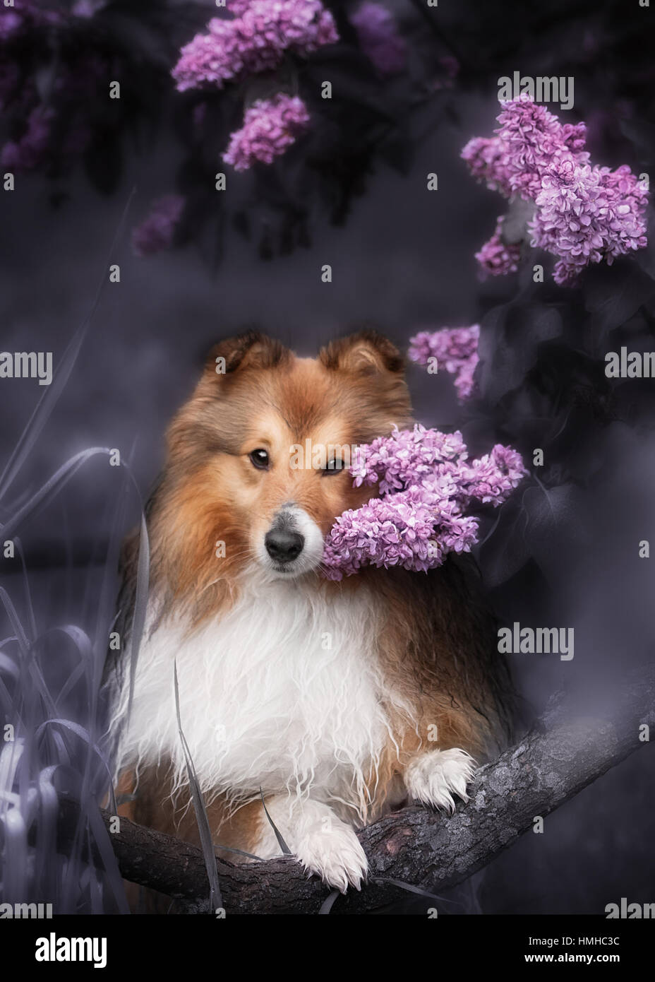 Niedlichen kleinen Sheltie-Hund mit einem Blumenstrauß Stockfoto