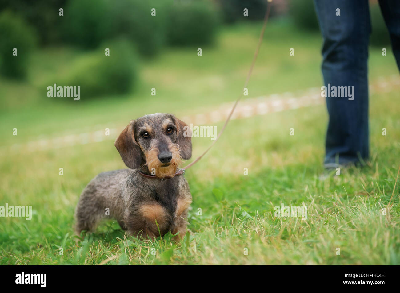 Draht kurzhaarige Dackel Hund Stockfoto